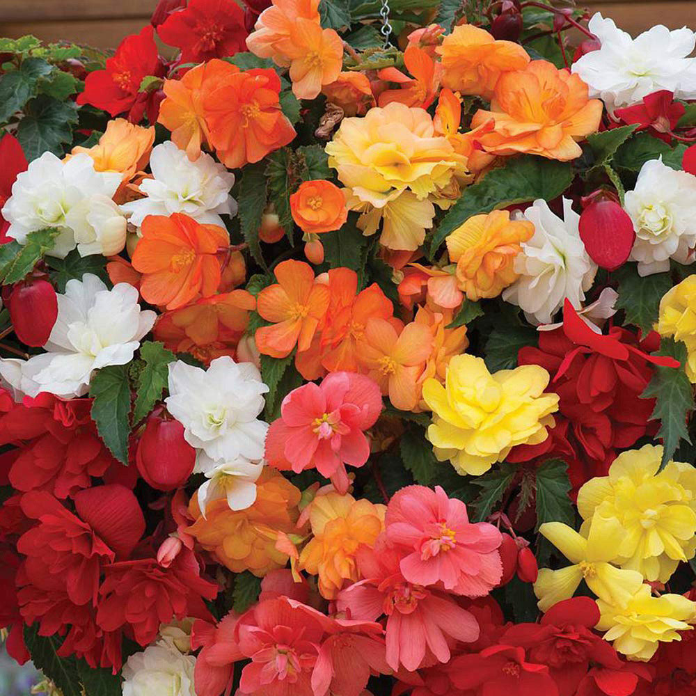Thompson and Morgan Begonia Illumination Mix Preplanted Hanging Basket 25cm 2 Pack Image 1
