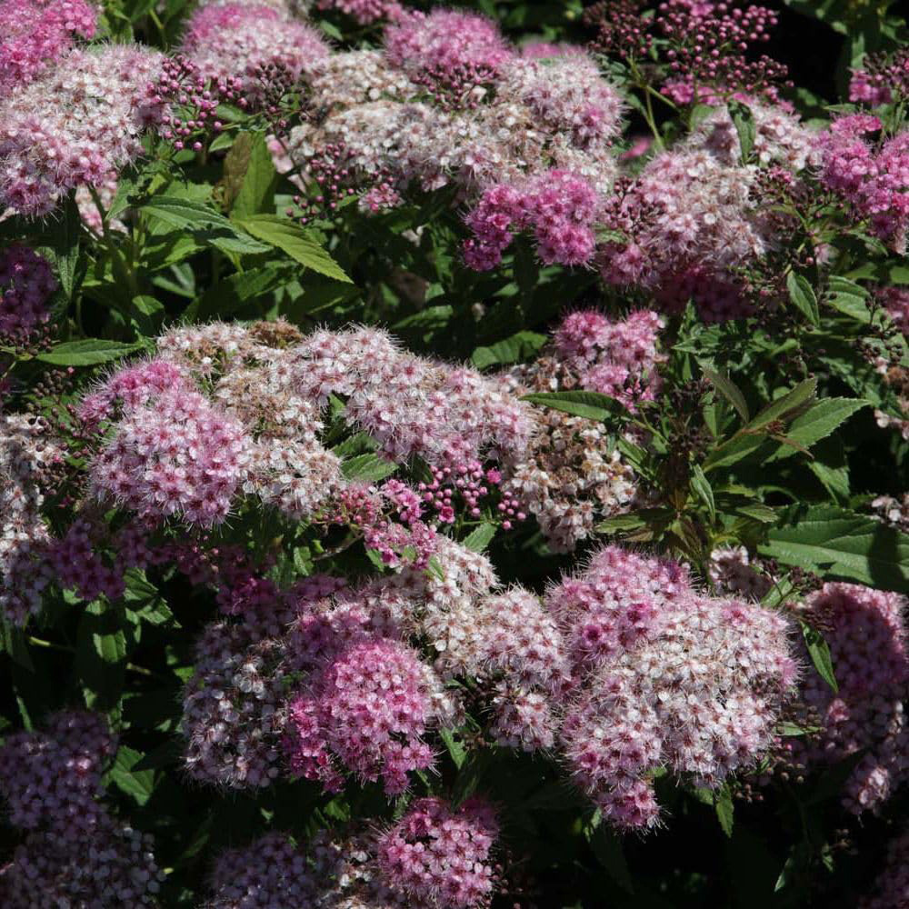 Thompson and Morgan Spiraea Japonica Genpei Bare Root 20-30cm Image 2