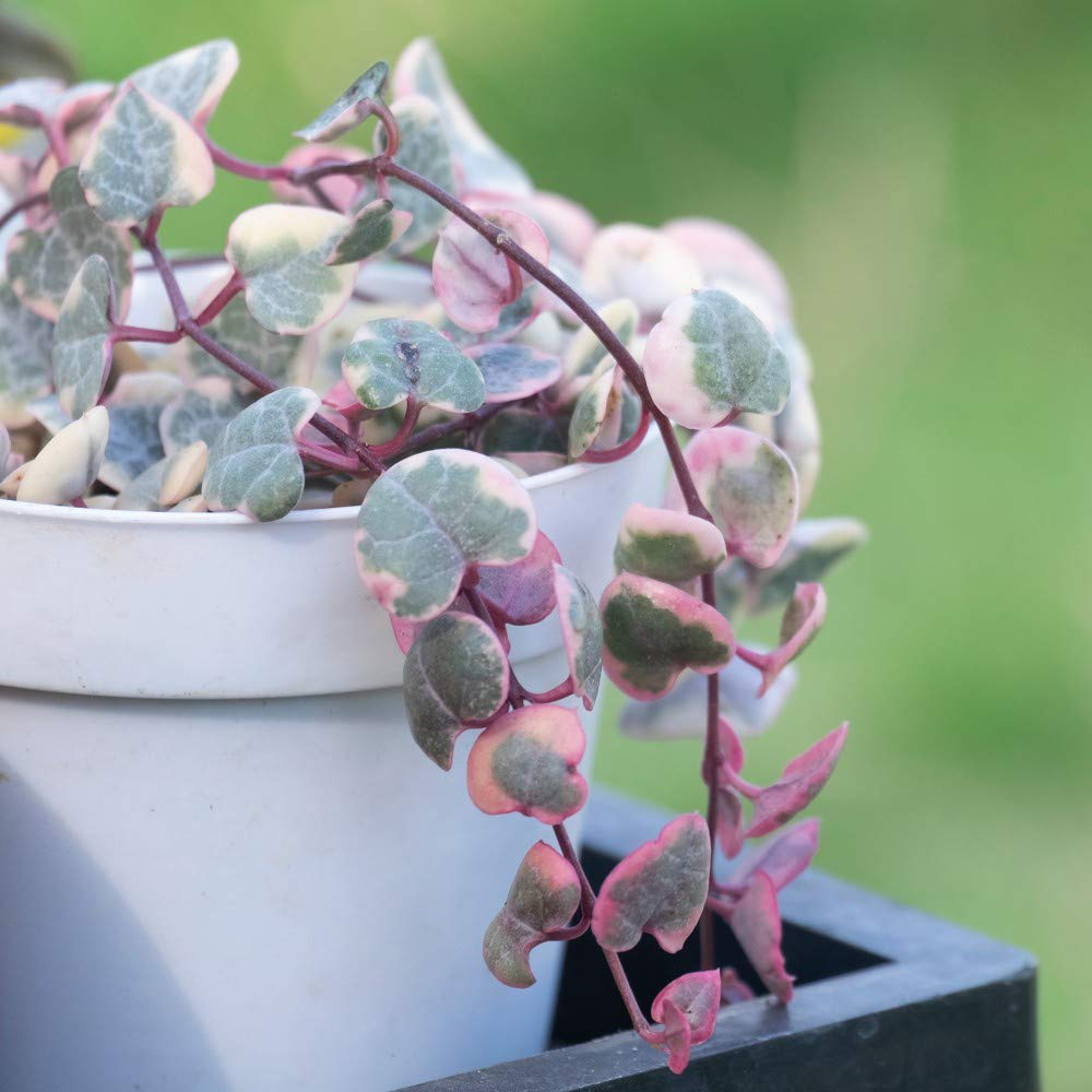Thompson & Morgan String of Hearts Varigated Plant Pot 8cm 2 Pack Image 3
