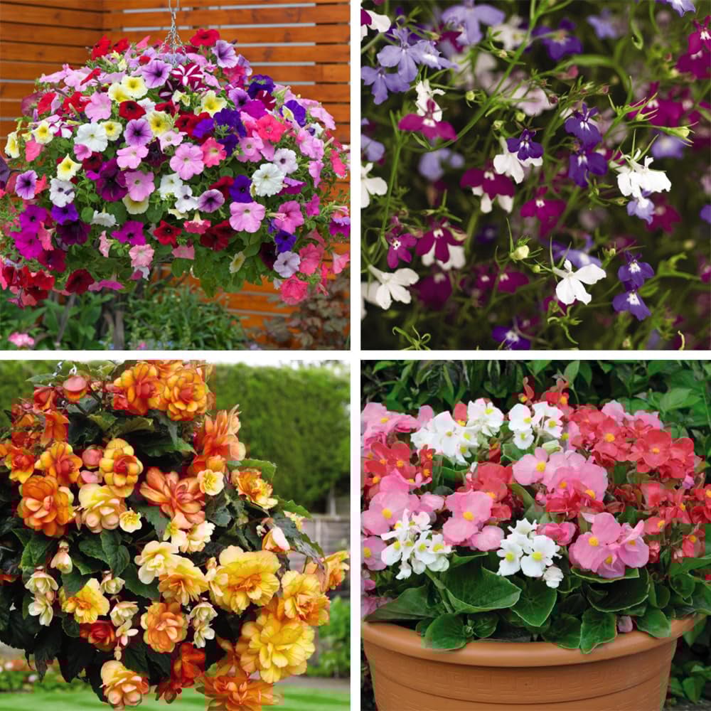 Thompson and Morgan Basket Collection Garden Ready Plant 60 Pack Image 1