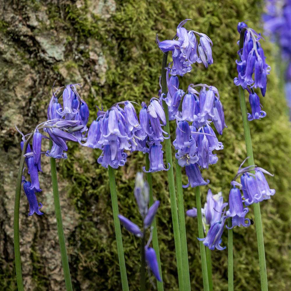 wilko English Bluebells Planting Bulb 25 Pack Image 2
