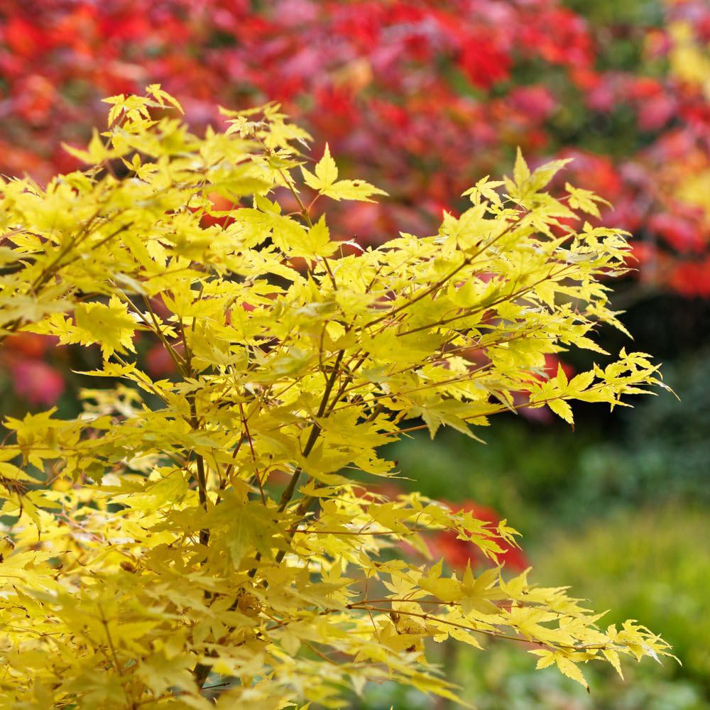 Thompson and Morgan Acer Palmatum Bi Hoo Plant Pot 6.5L Image 1
