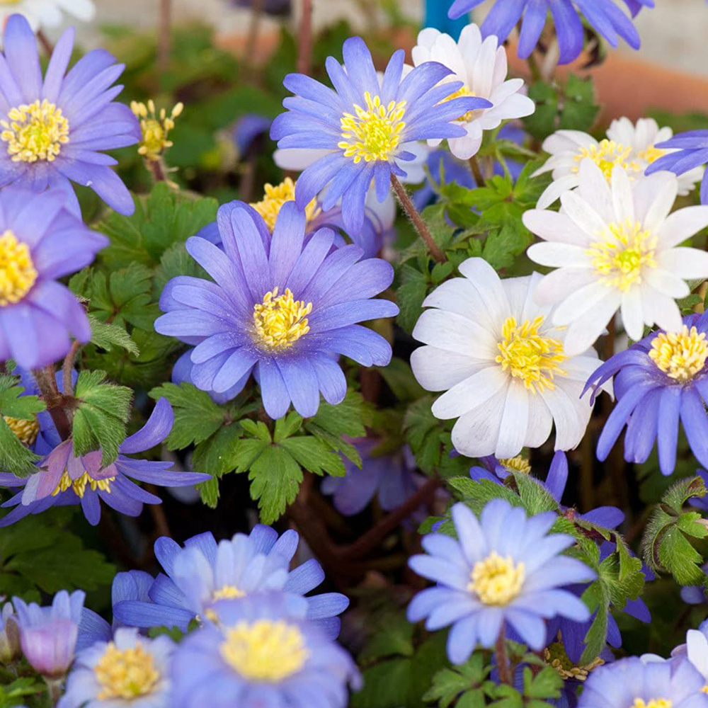 Thompson and Morgan Anemone Blanda Mixed Planting Bulb 50 Pack Image 1