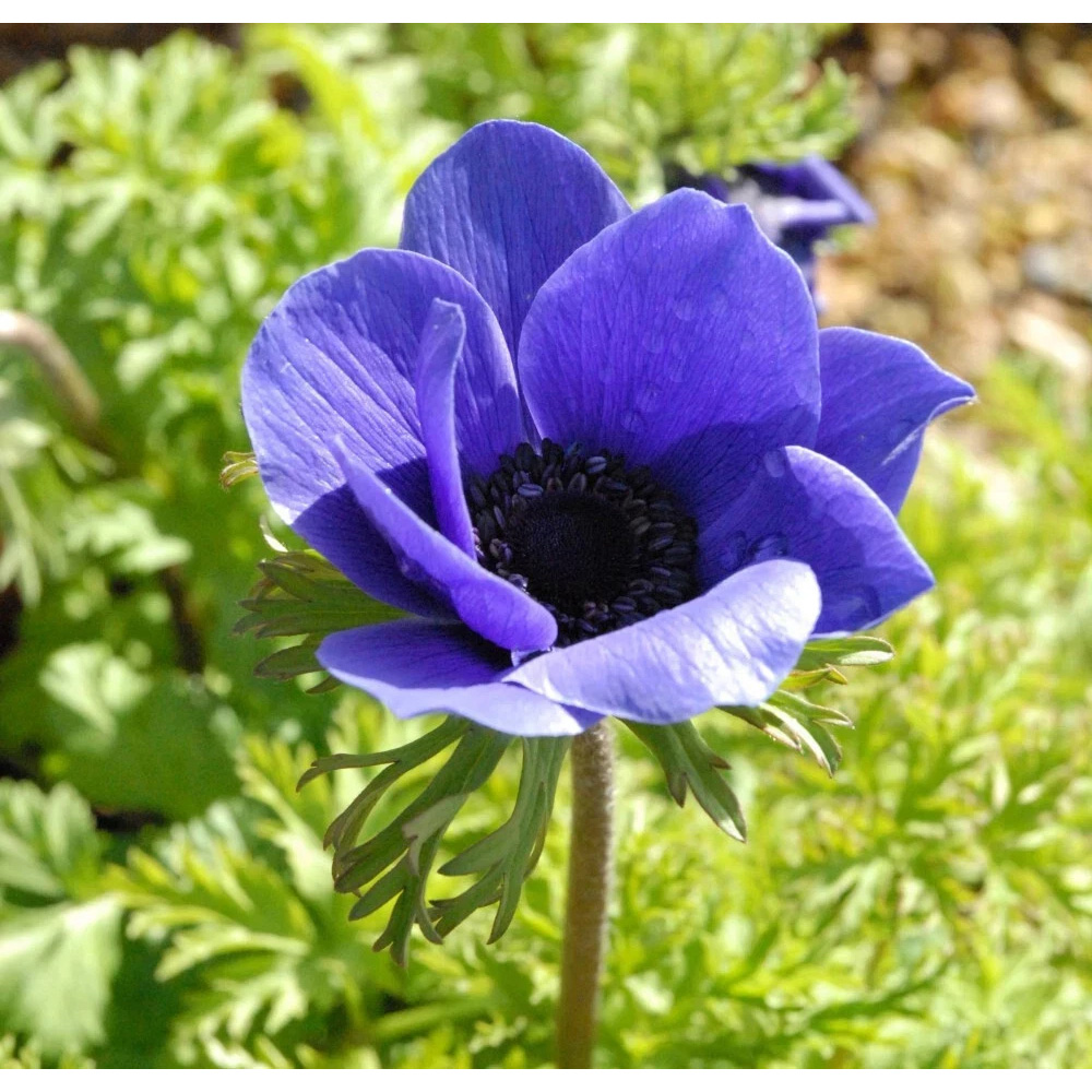 Thompson and Morgan Anemone Mr Fokker Planting Bulb 32 Pack Image 3