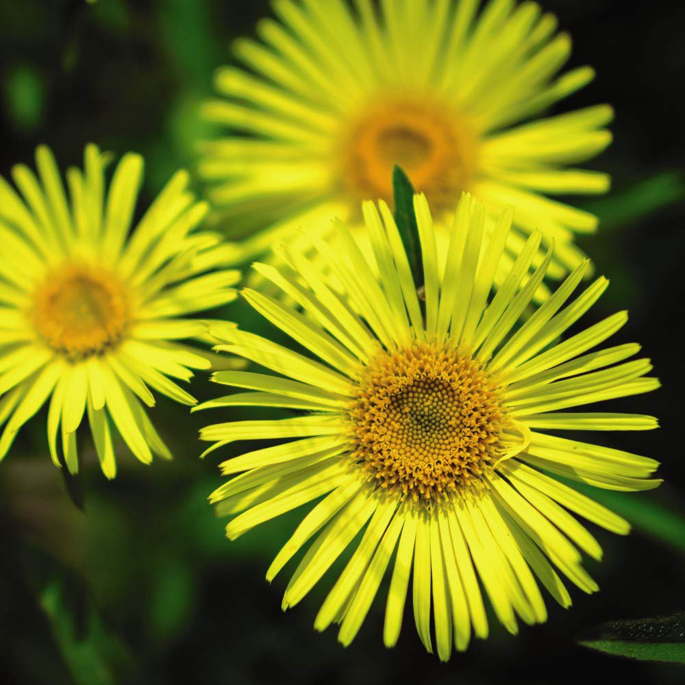 Thompson and Morgan Doronicum Little Leo Plant Plug 72 Pack Image 1