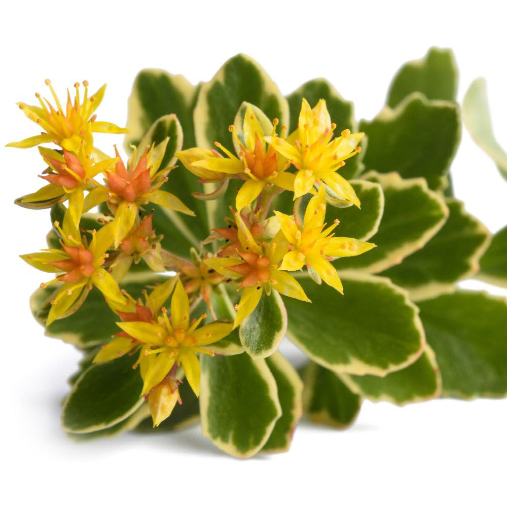 Thompson and Morgan Sedum Kamtschaticum Variegatum Plant Pot 7cm 2 Pack Image 2