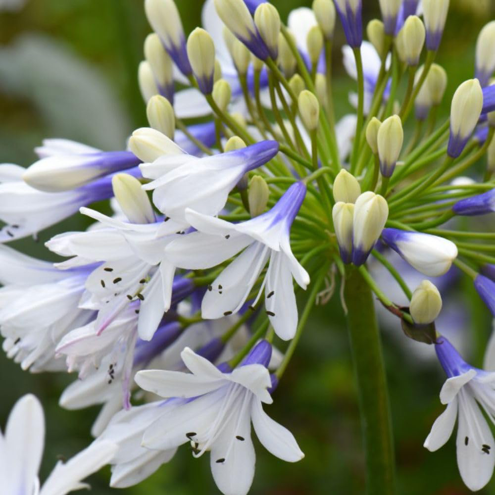 Thompson and Morgan Agapanthus Africanus Twister Plant Pot 3.6L Image 1