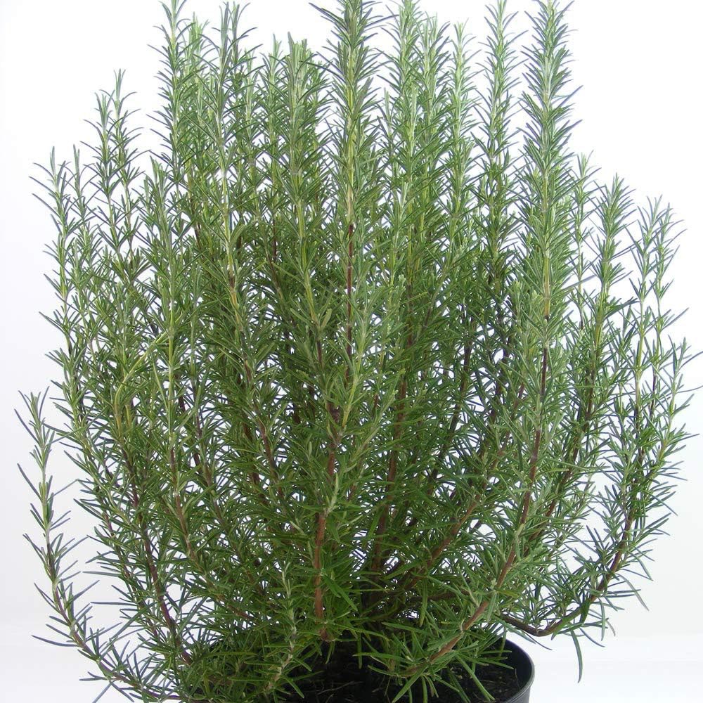 Thompson and Morgan Rosemary Roman Beauty Pbr Plant Pot 3L 2 Pack Image 2