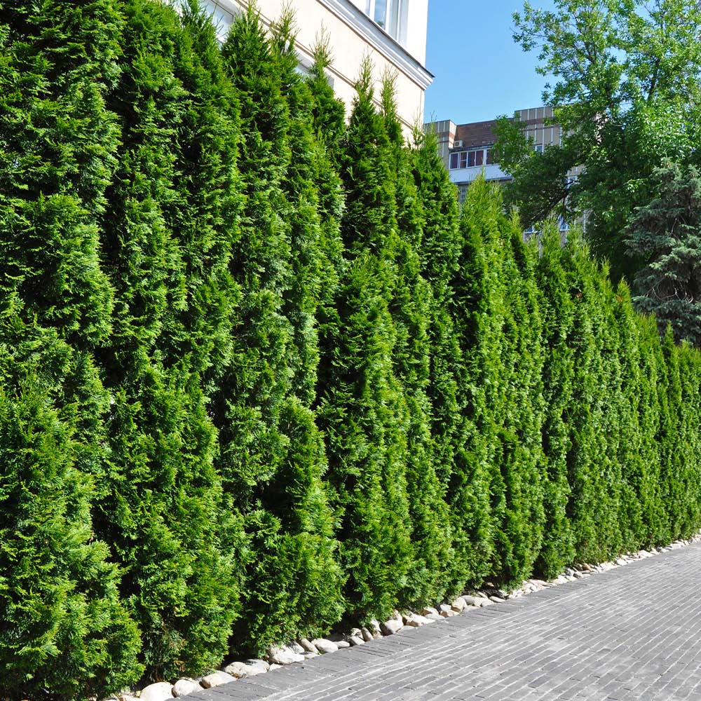 YouGarden Emerald Thuja Occidentalis Smaragd Plant in Pot 9cm 24 Pack Image 2