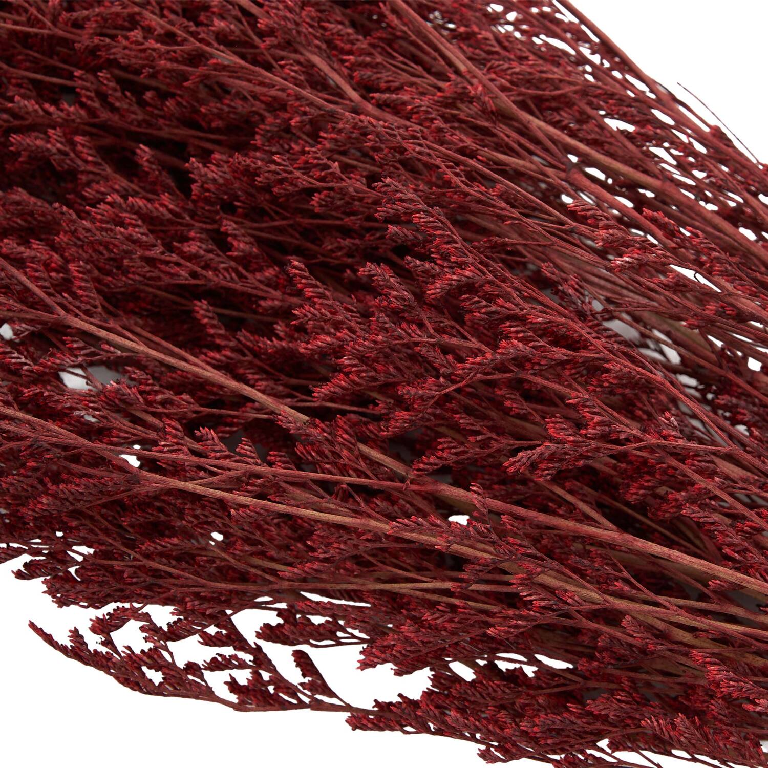 Gypsophilia Bouquet Image 4