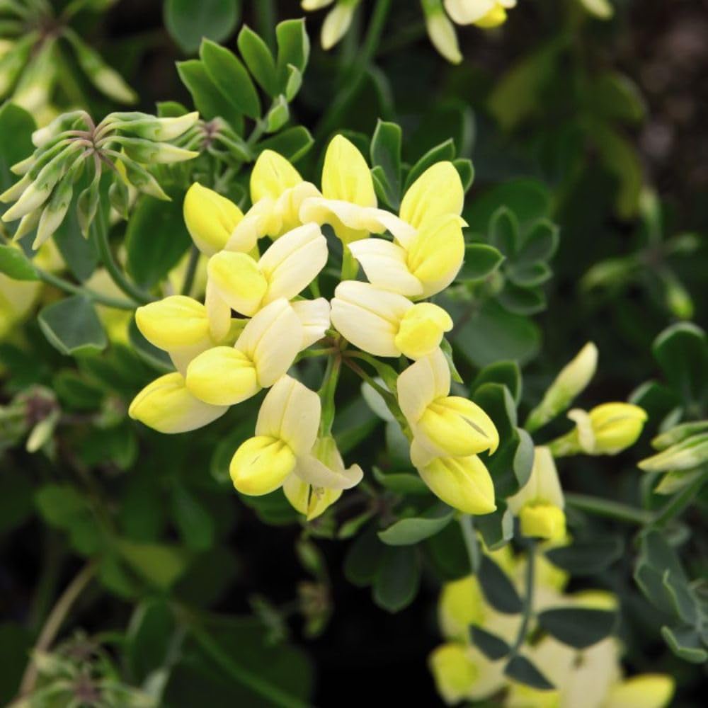 Thompson and Morgan Coronilla Citrina Pot 9cm Image 2