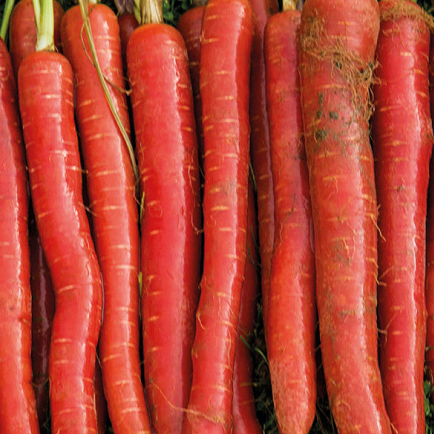 Johnsons Malbec F1 Carrots Seeds Image 1