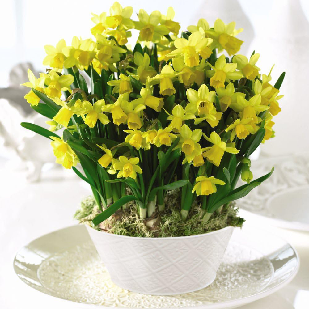 Thompson and Morgan Christmas Gift Narcissus Tete A Tete Plant in Bowl 17cm 2 Pack Image 1