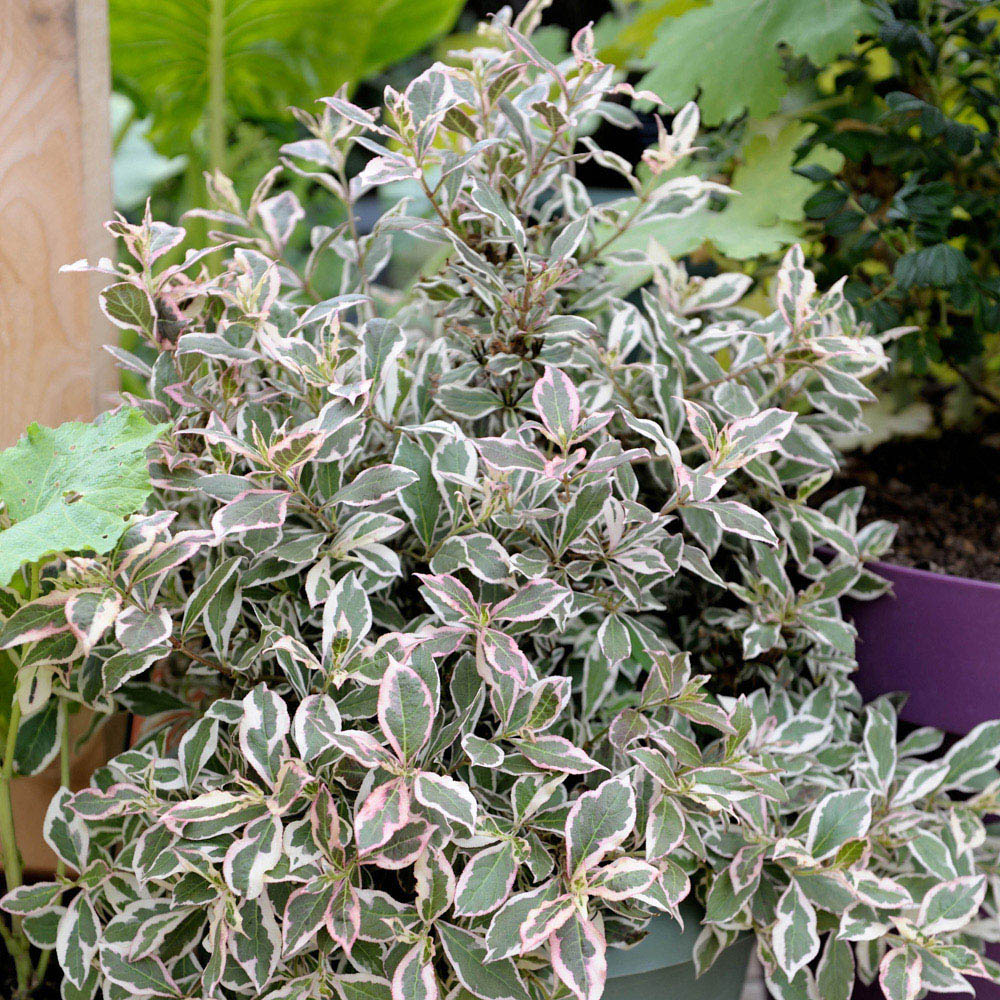 YouGarden Weigela Florida Monet Plant Pot 3L Image 2