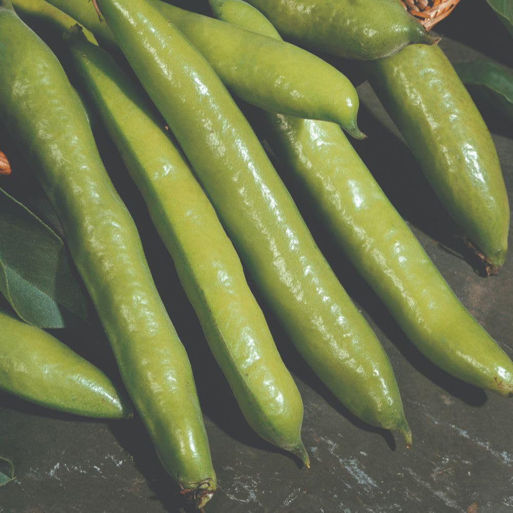 Thompson and Morgan Broad Bean Aquadulce Claudia Seeds Image 3