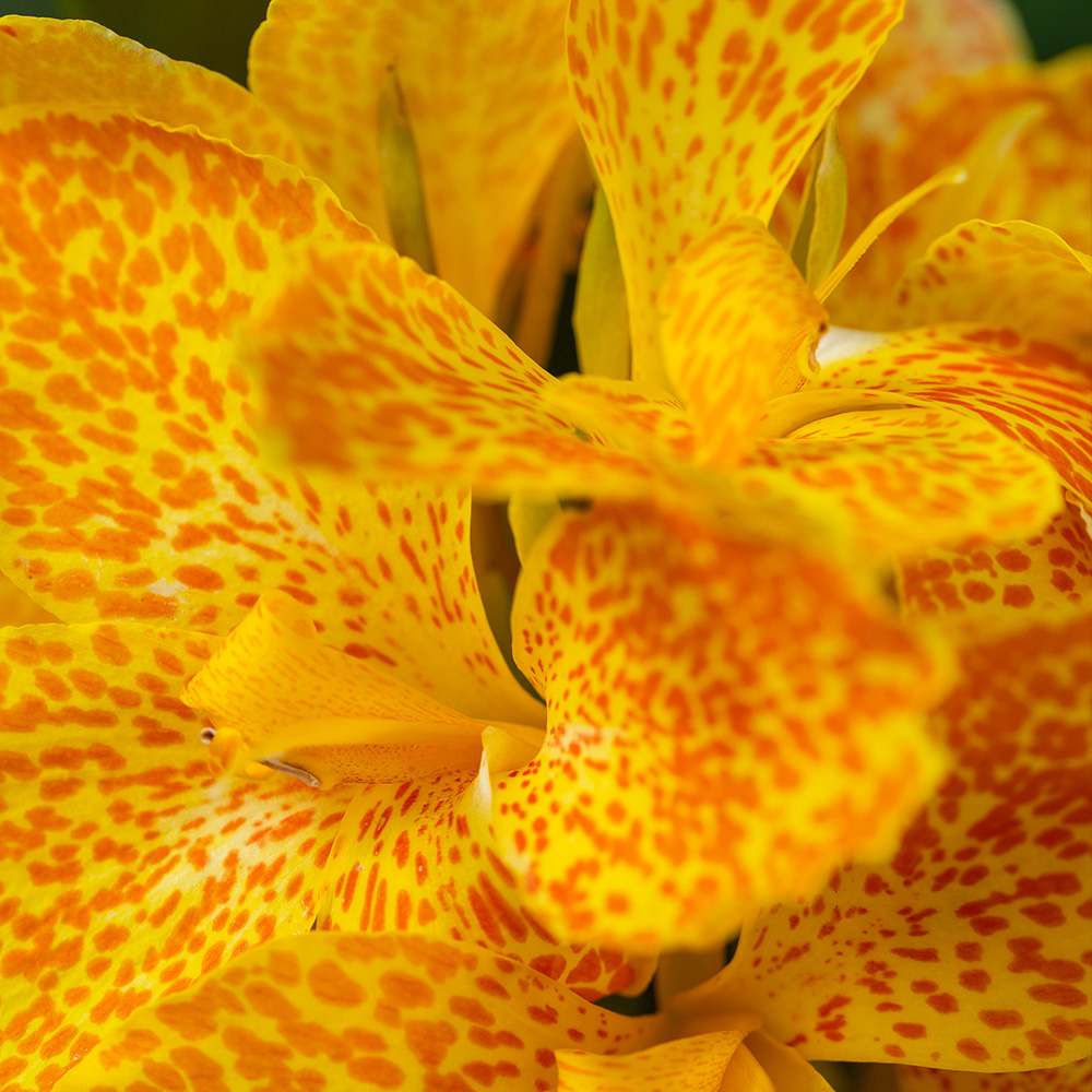 YouGarden Canna Cannova Orchid Plant Pot 9cm Image 2