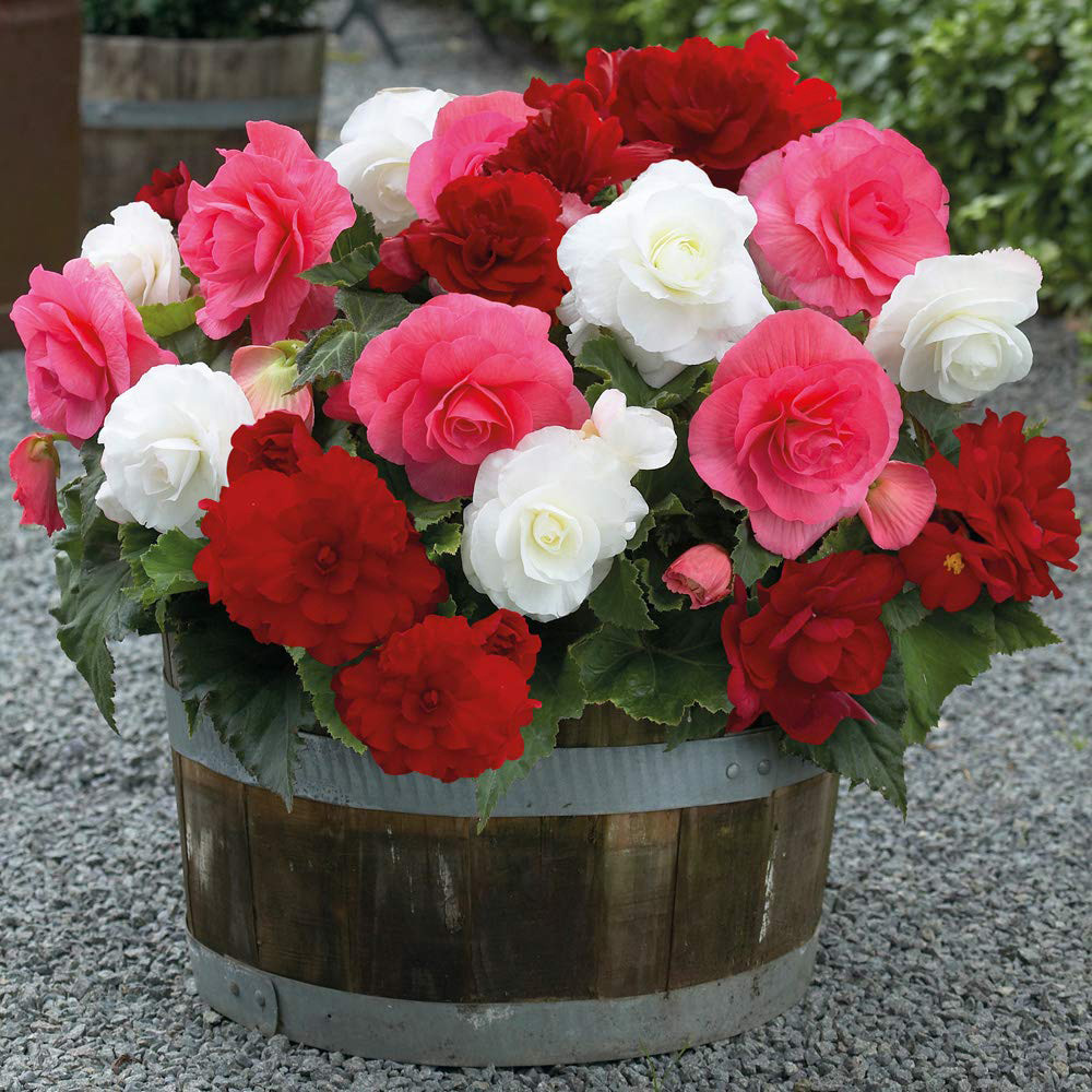 Thompson and Morgan Begonia Nonstop Berries and Cream Mix Tuber 20 Pack Image 2