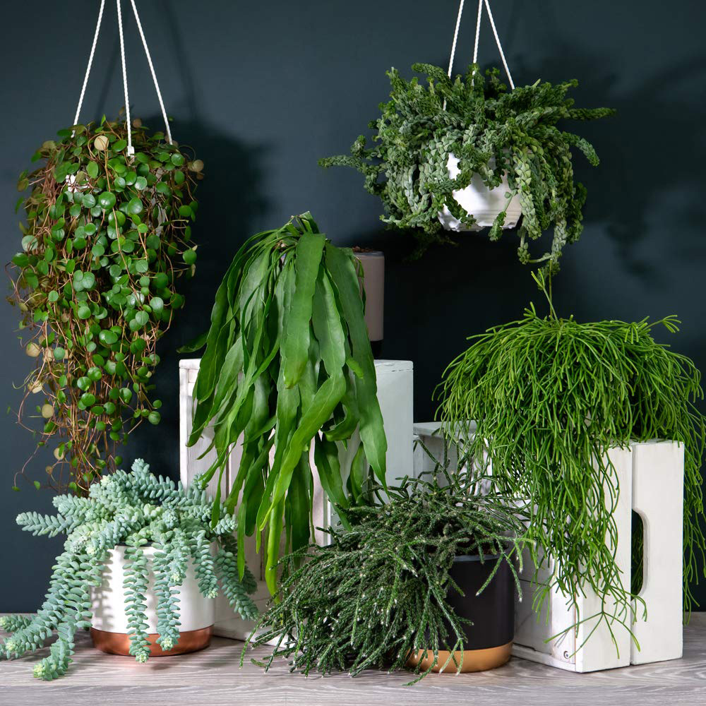 Thompson and Morgan Nurserymans Choice Succulent Hanging Plant Pot 14cm Image 1