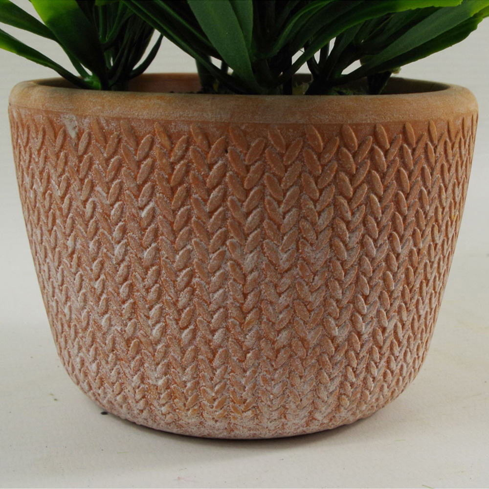 Leaf Light Green Honey Plant in Terracotta Pot 22cm Image 2