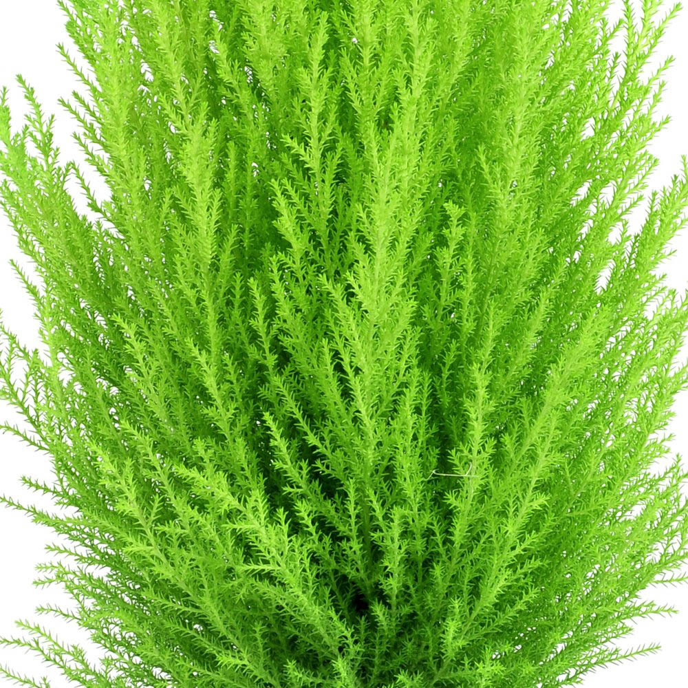 Thompson and Morgan Italian Cupressus Goldcrest Plant Pot 10.5cm 4 Pack Image 5