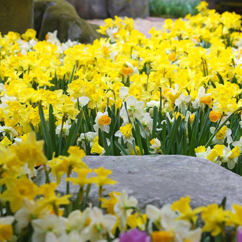 Thompson and Morgan Daffodil Rockgarden Mix Bulb 60 Pack Image 2