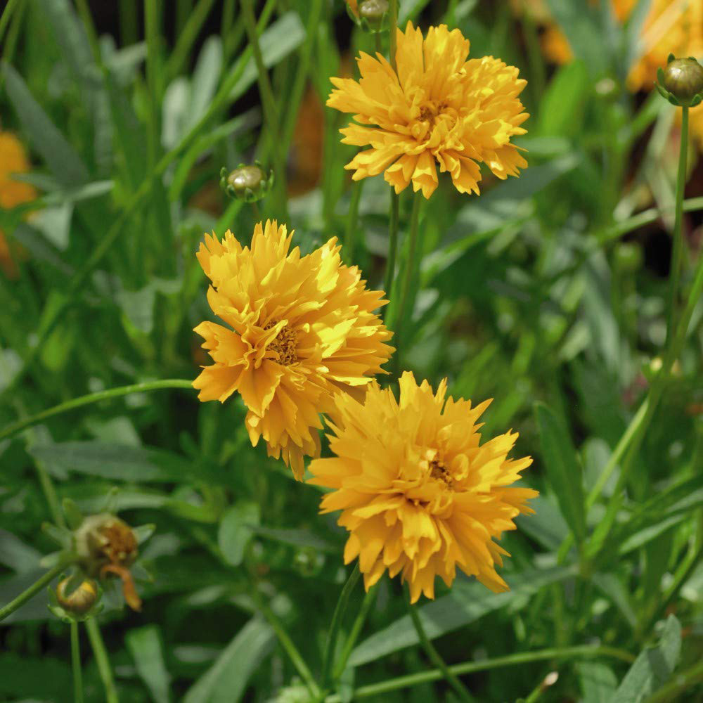 Thompson and Morgan Coreopsis Golden Joy Plug 12 Pack Image 2