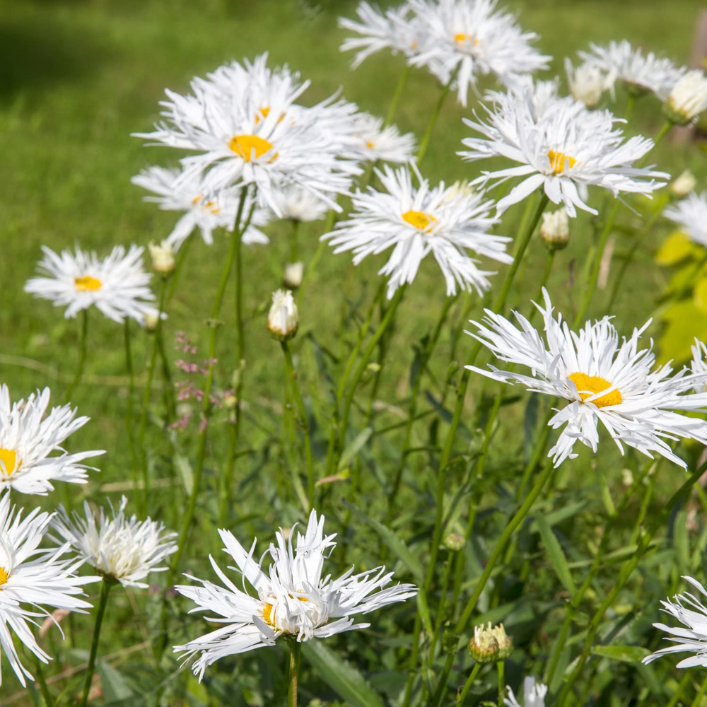 Thompson & Morgan Leucanthemum Crazy Daisy Plant Pot 9cm Image 2
