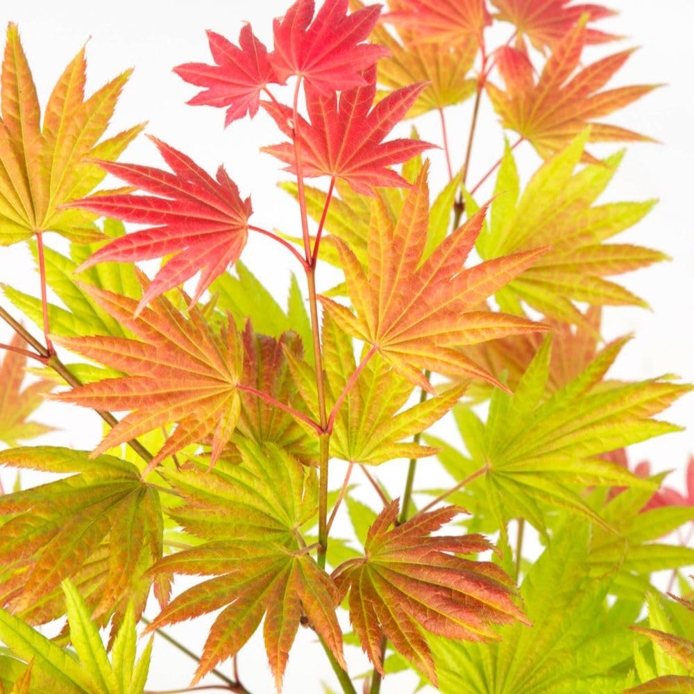 Thompson and Morgan Acer Shirasawanum Moonrise Plant Pot 15cm Image 4