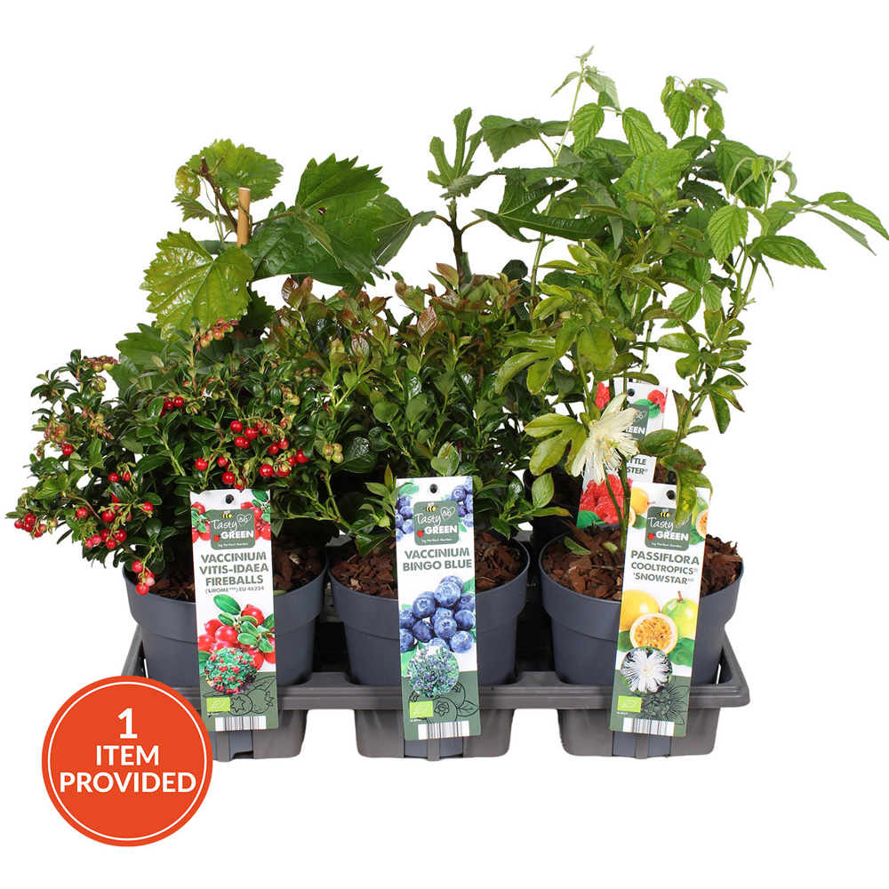 Small Patio Berry Mix Plant Image