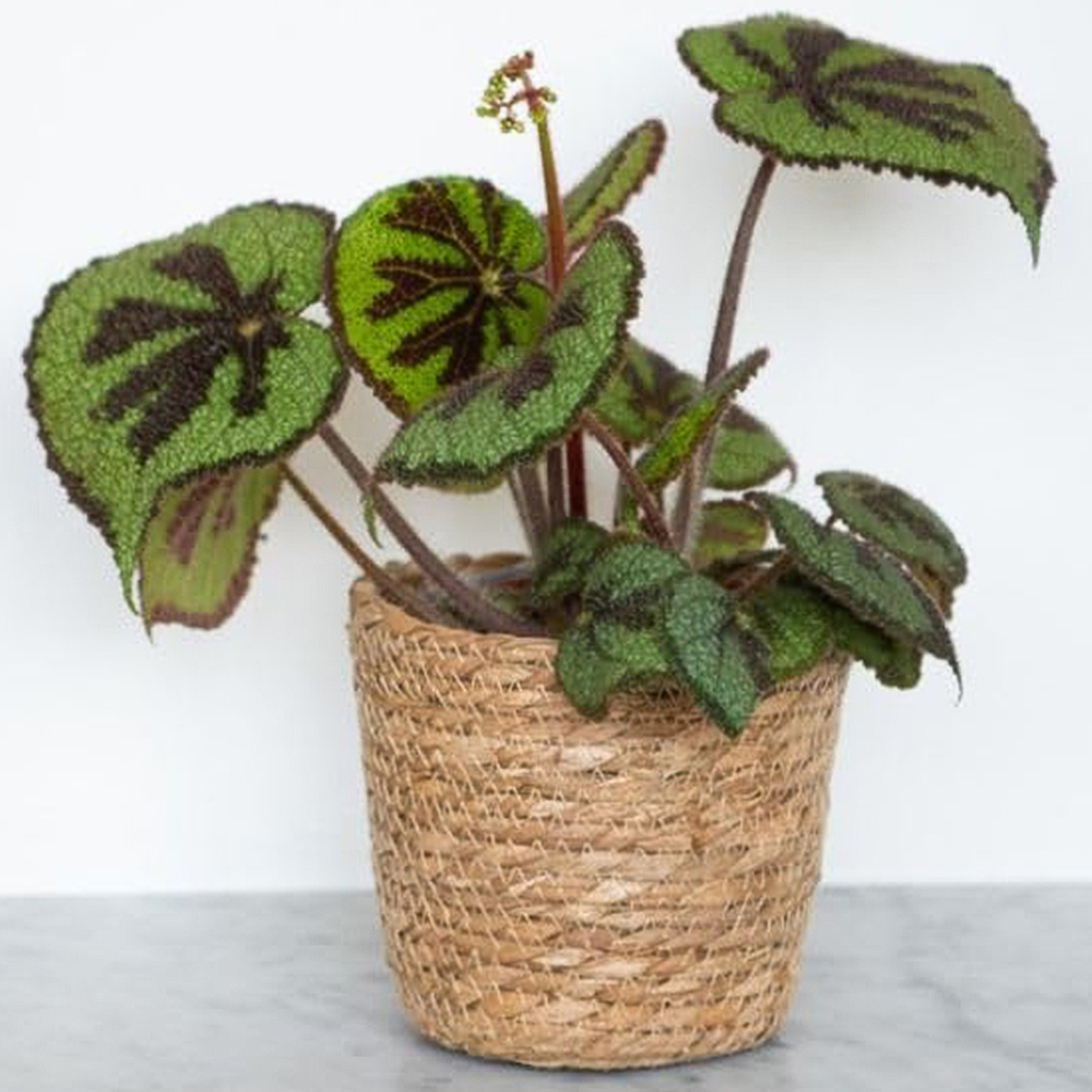 Thompson & Morgan Begonia Masoniana Jungle Rock 12cm 2 Pack Image 1