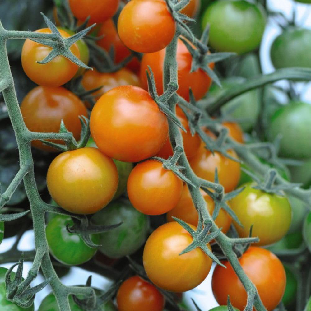 Thompson & Morgan Tomato Sweetest Duo 2 Seeds Image 3