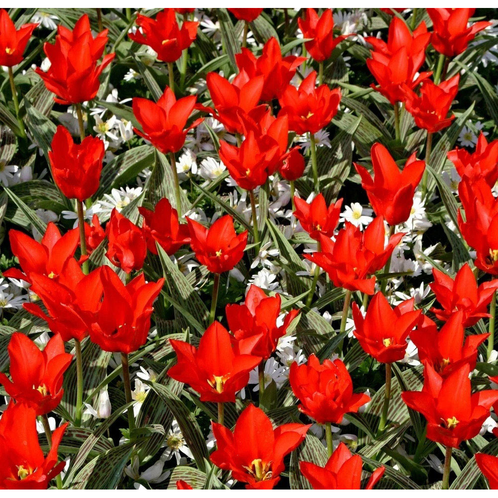 Thompson and Morgan Tulip Red Riding Hood Planting Bulb 8 Pack Image 3
