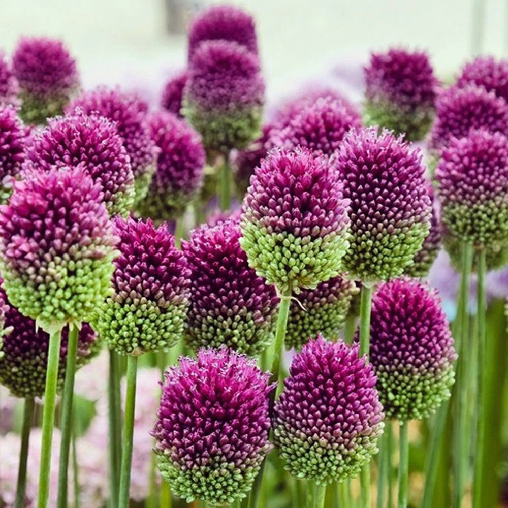 Thompson and Morgan Allium Collection Mixed Planting Bulb 100 Pack Image 2