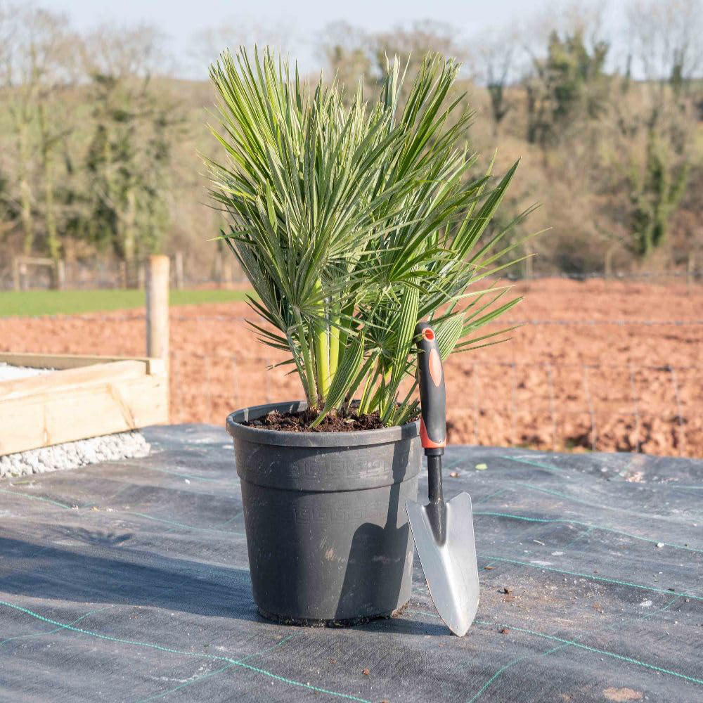 Thompson and Morgan Chamaerops Humilis Vulcano Plant Pot 22cm 2 Pack Image 2
