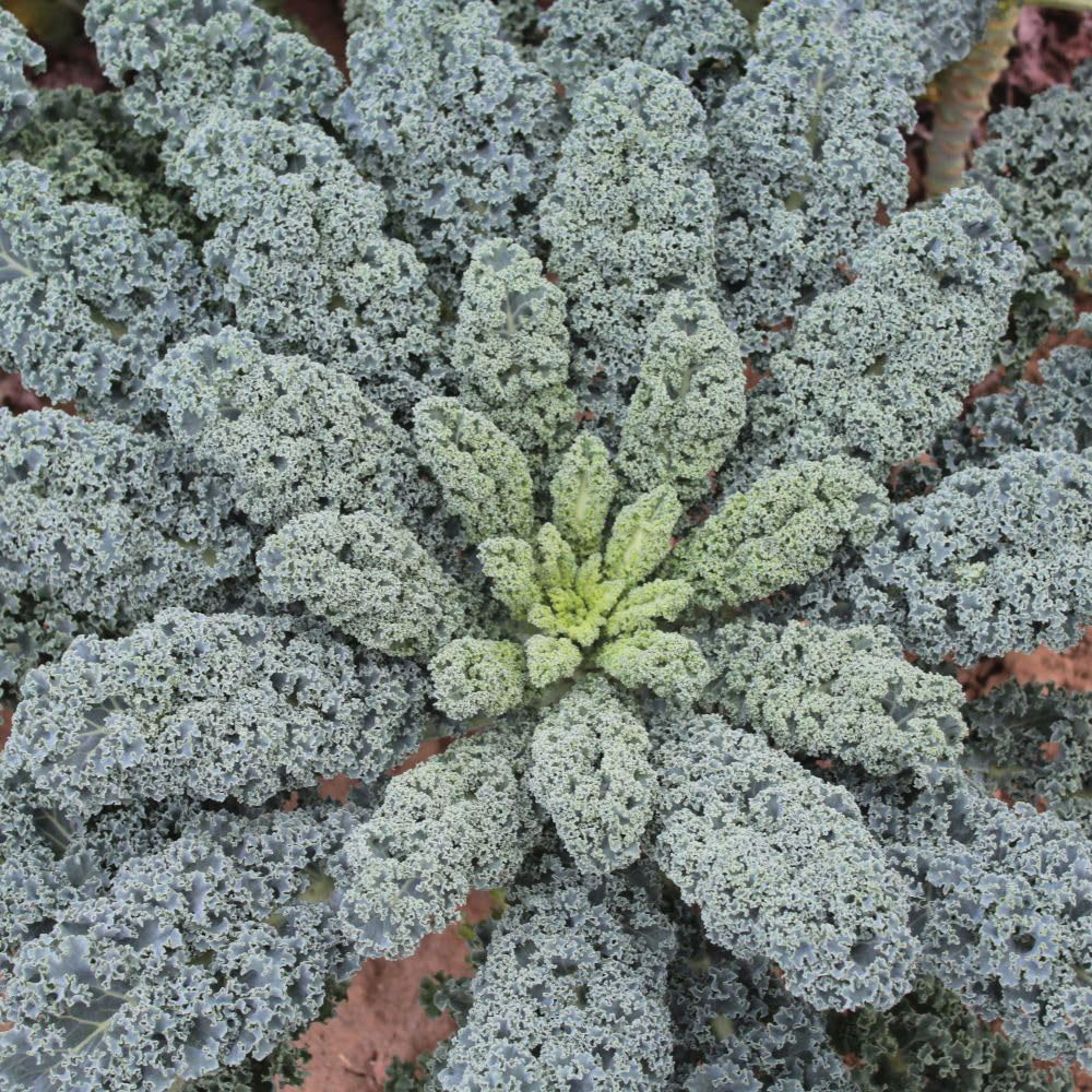 Thompson & Morgan Kale Eden F1 Seeds Image