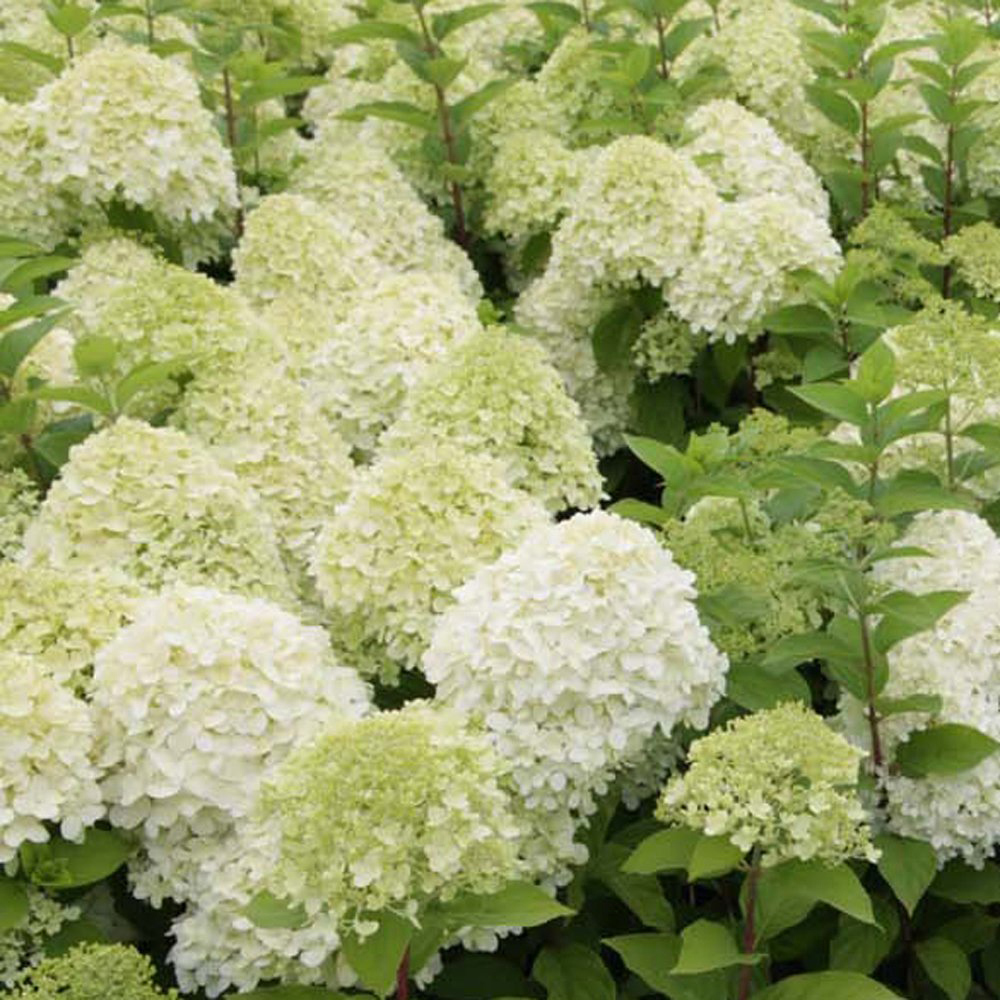 Thompson and Morgan Hydrangea Paniculata Limelight Plant Pot 3.6L 3 Pack Image 9
