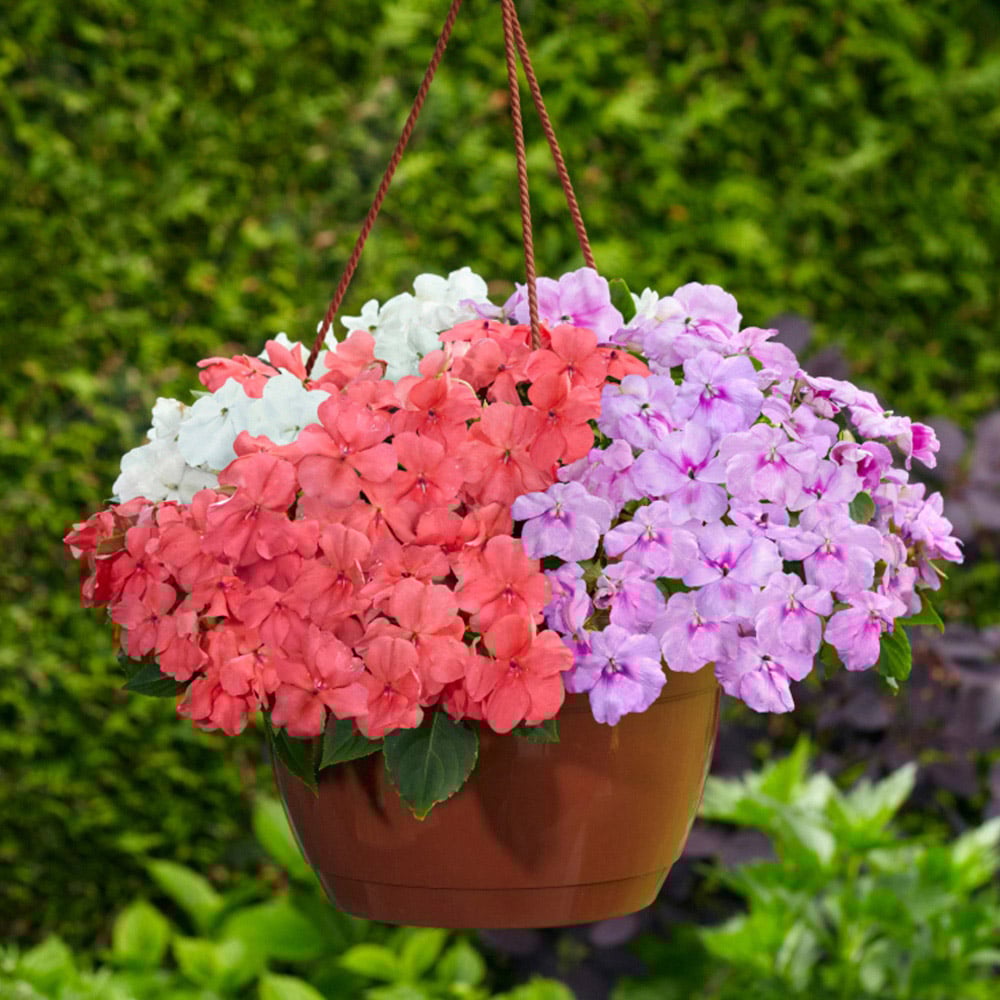 Thompson and Morgan Impatiens Busy Lizzie Pearl Island Plant Plug 72 Pack Image 2