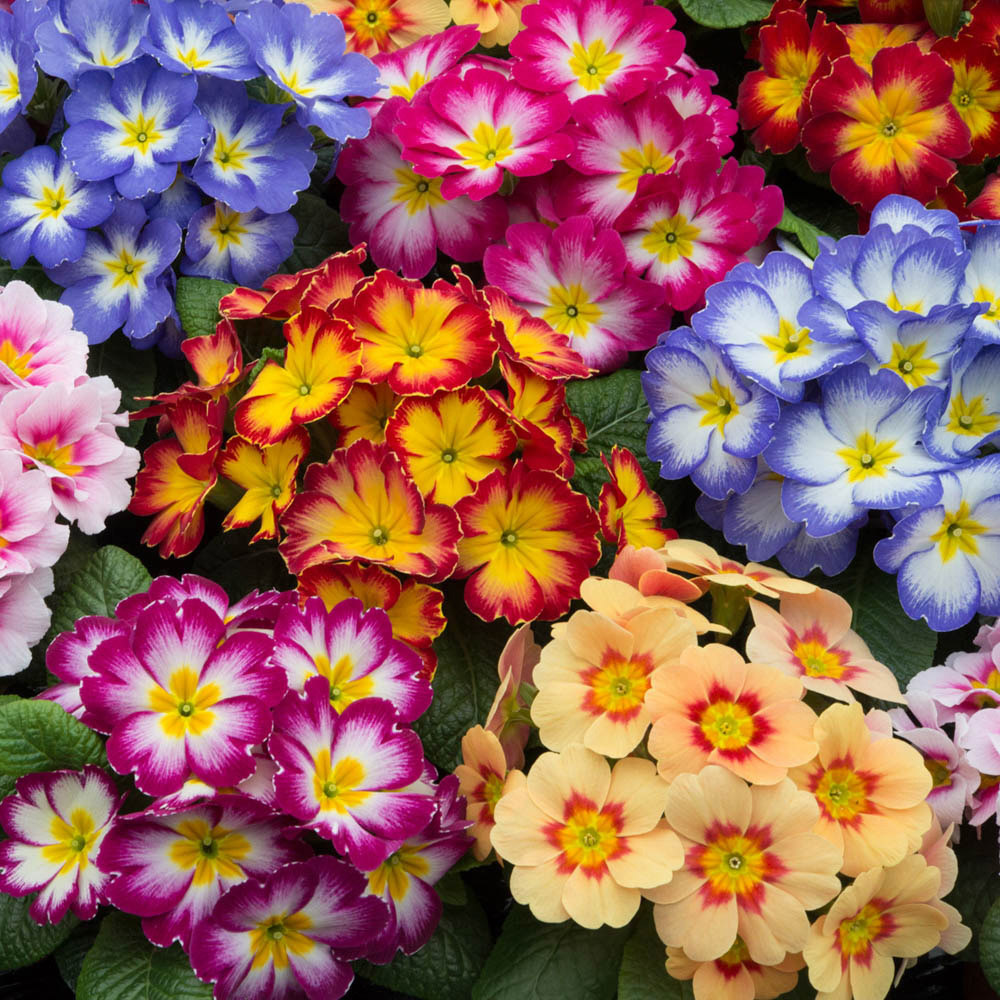 wilko Primrose Bonelli Bicolour Mix Garden Ready Plant 20 Pack Image 1