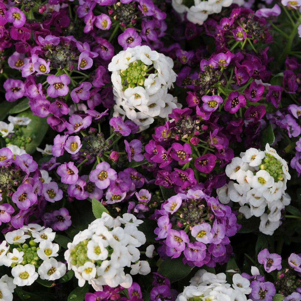 Thompson and Morgan Alyssum Clear Crystal Mixed Garden Ready Plant 30 Pack Image 1