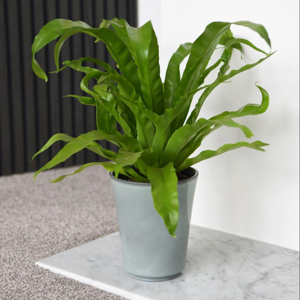 Thompson and Morgan Asplenium Antiquum Plant Pot 12cm 2 Pack Image 5