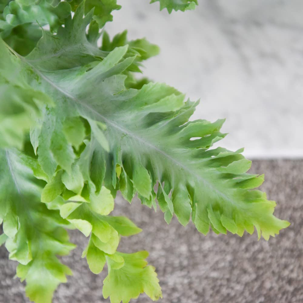 Thompson and Morgan Phlebodium Aureum Davana Plant Pot 12cm Image 4