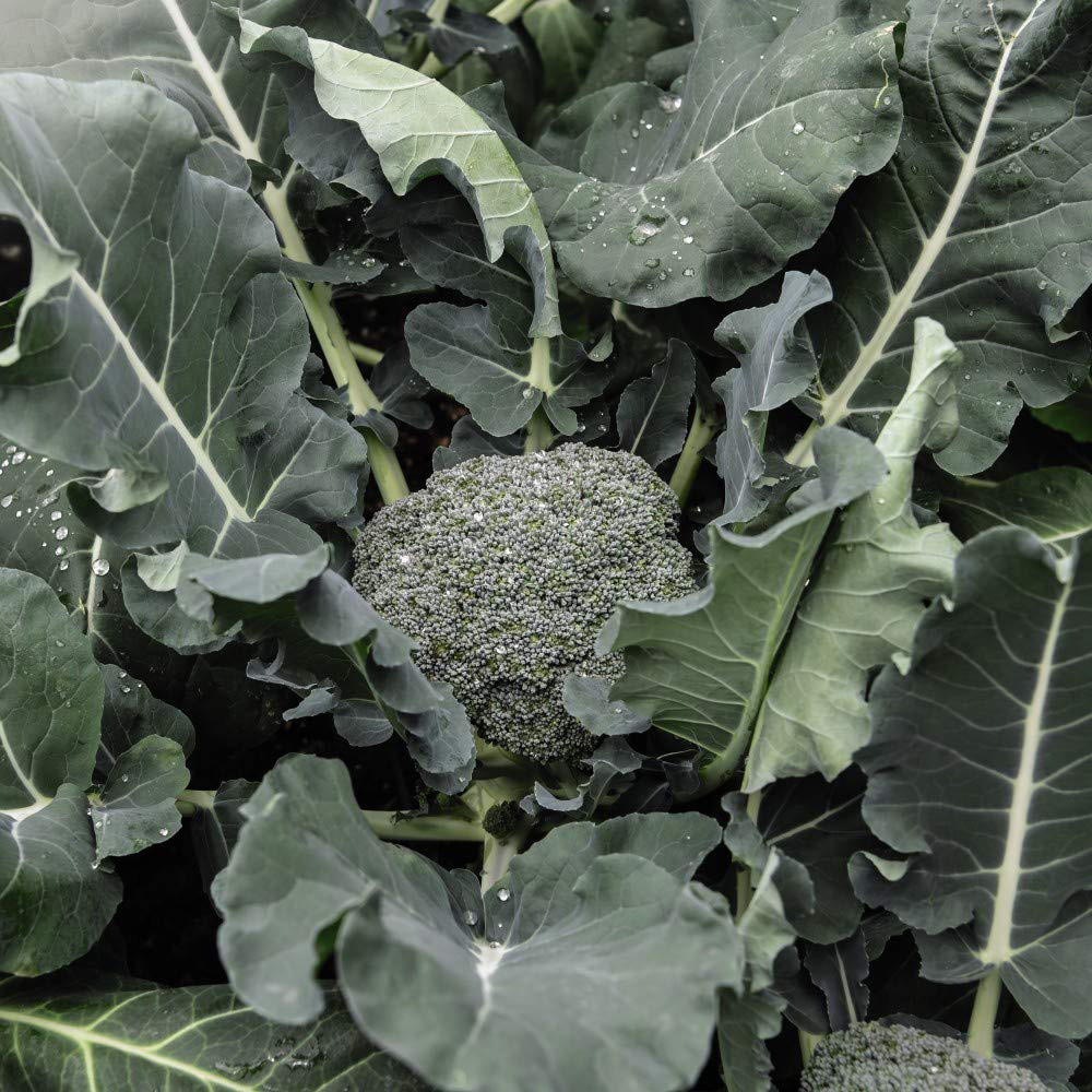 Thompson & Morgan Broccoli Green Magic F1 Seeds Image 2
