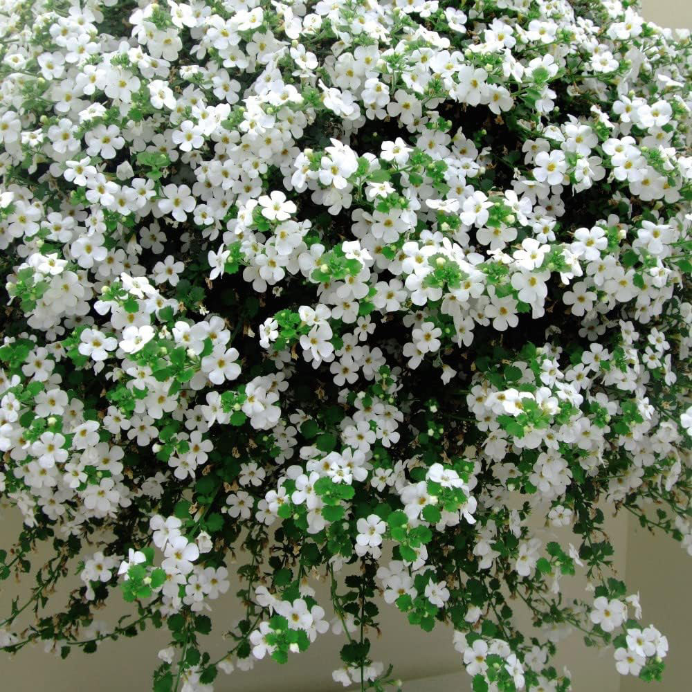 Thompson and Morgan Nurserymans Choice Annual Bedding Mixed Plant Plugs 6 Pack Image 3