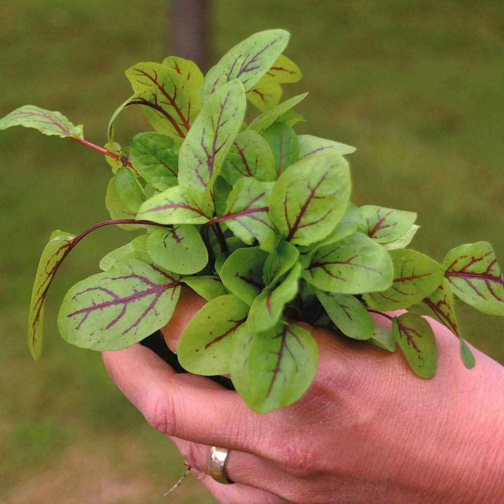 Thompson and Morgan Salad Leaves Sorrel Blood Veined Seeds Image 3