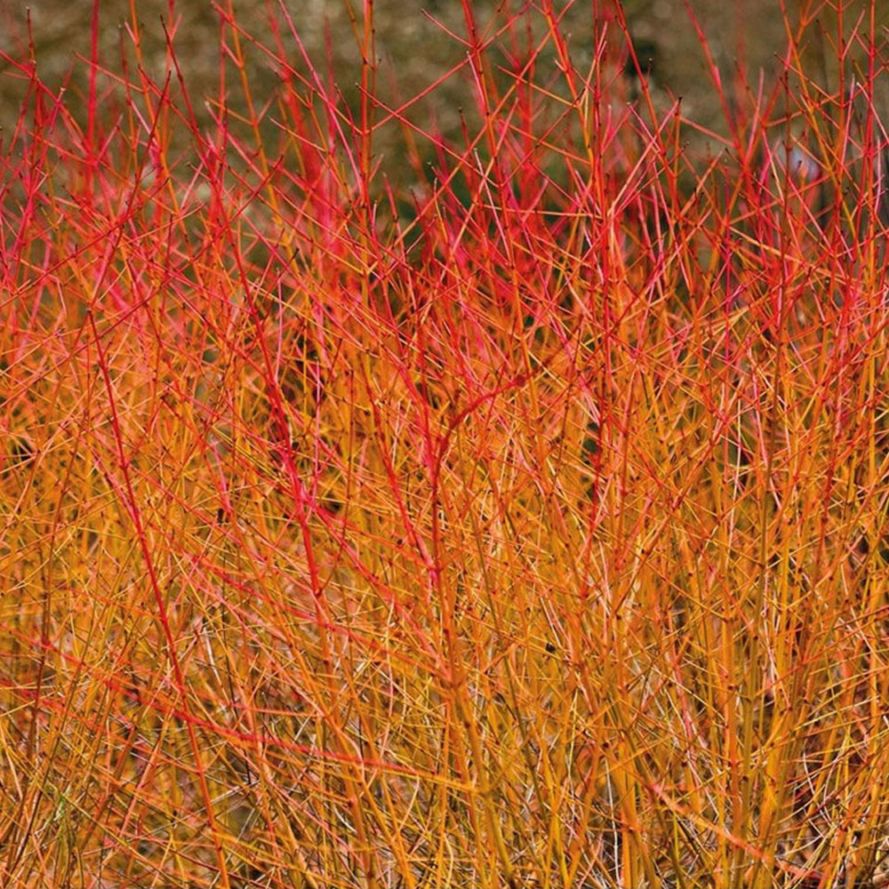 Thompson & Morgan Cornus Sanguinea Midwinter Fire Plant Pot 9cm 2 Pack Image 1