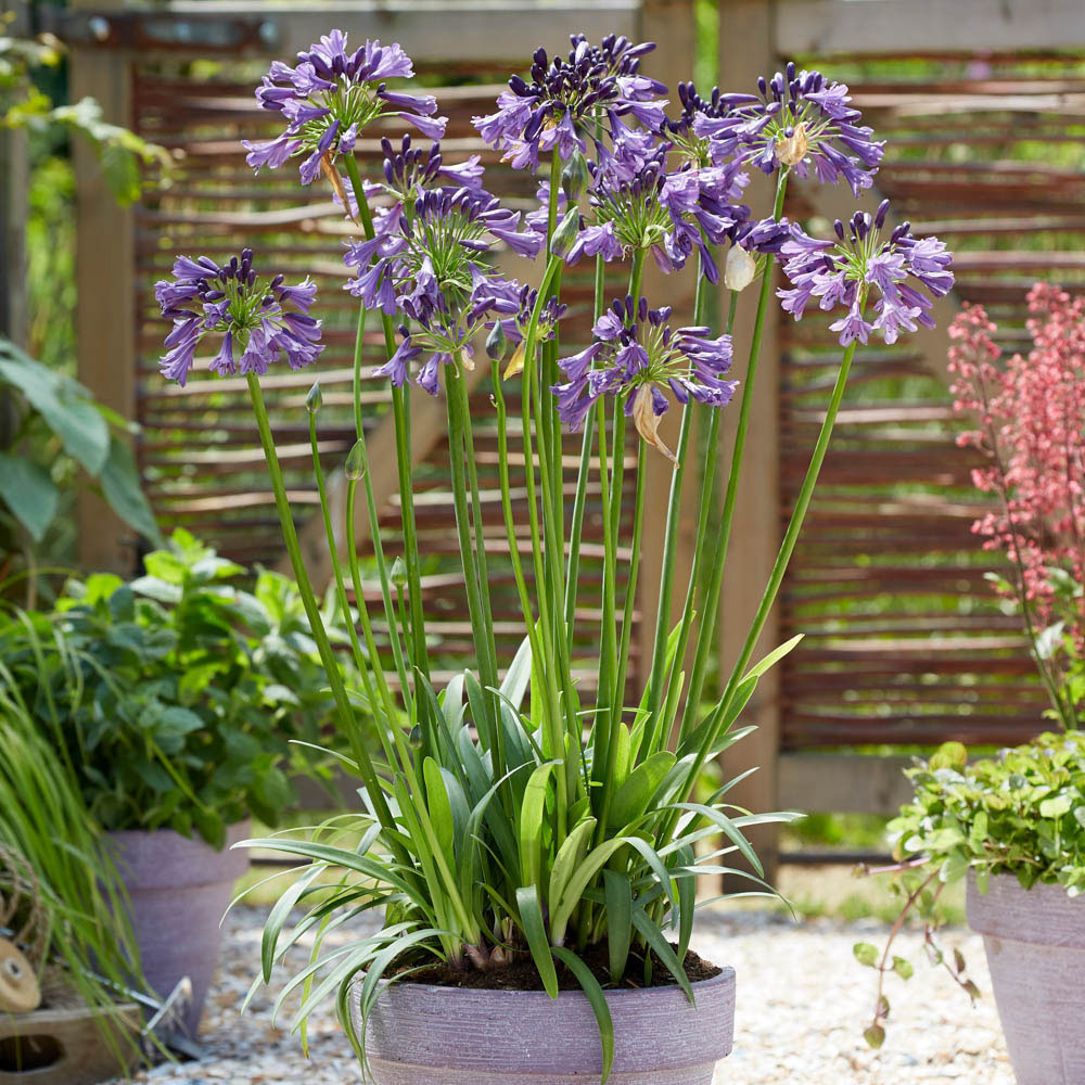 wilko Agapanthus Poppin Purple Plant Pot 2 Pack Image 2