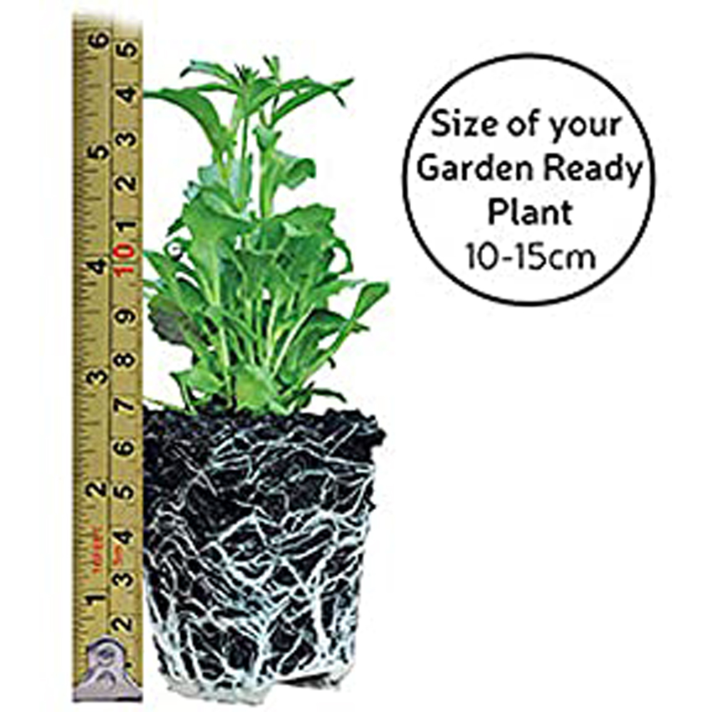 Thompson and Morgan Marigold Marvel Mix Garden Ready Plant 30 Pack Image 9