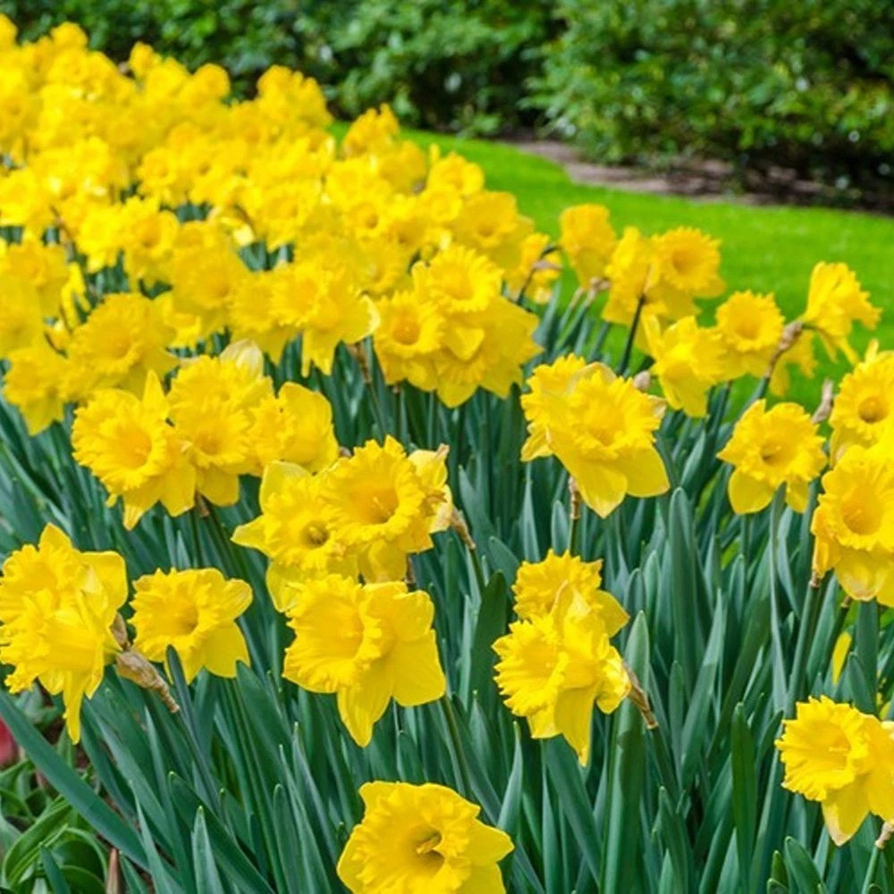 Thompson and Morgan Daffodil Cornish Rosemoor Gold Planting Bulb 8 Pack Image 2