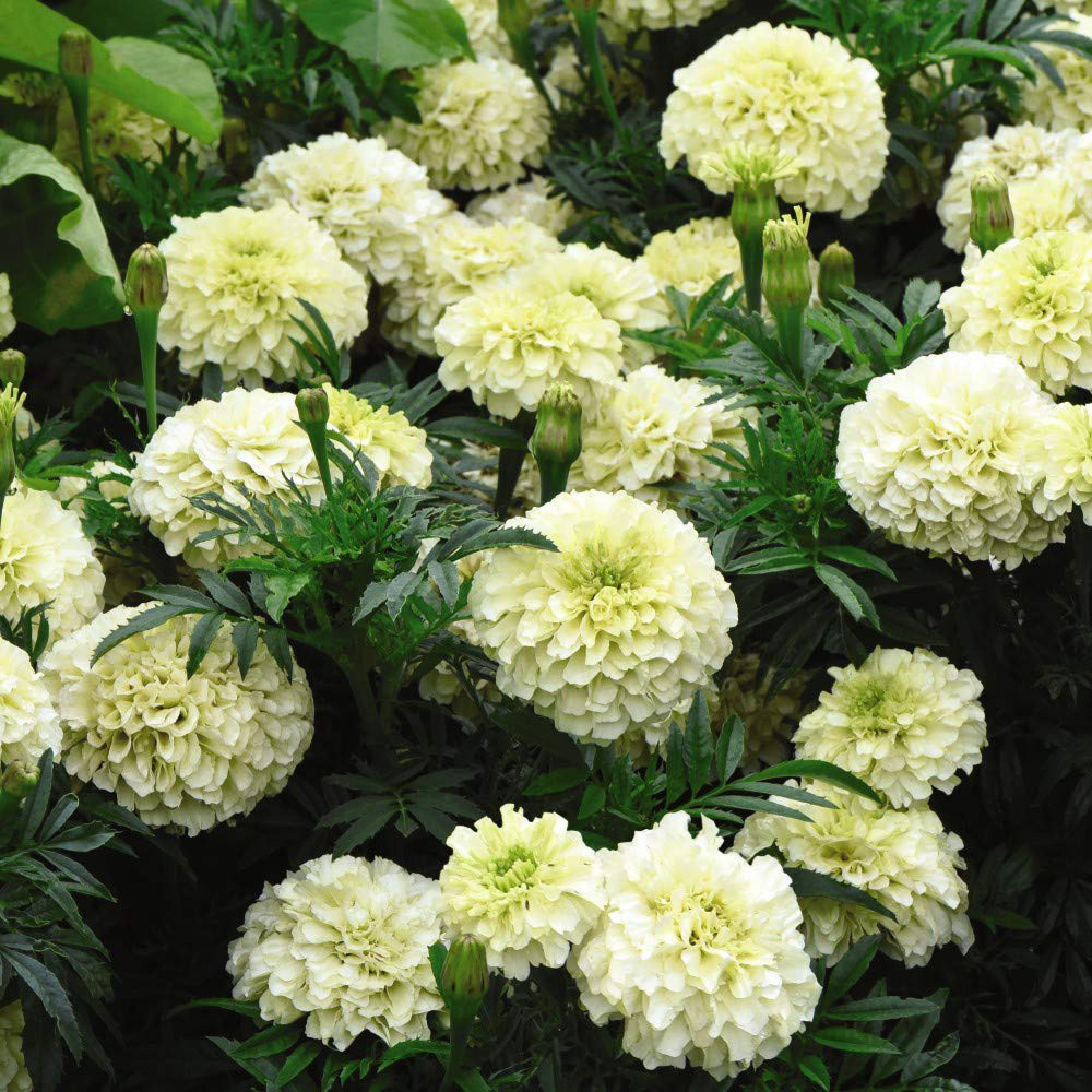 Thompson and Morgan Marigold French Vanilla Garden Ready Plant 30 Pack Image 1