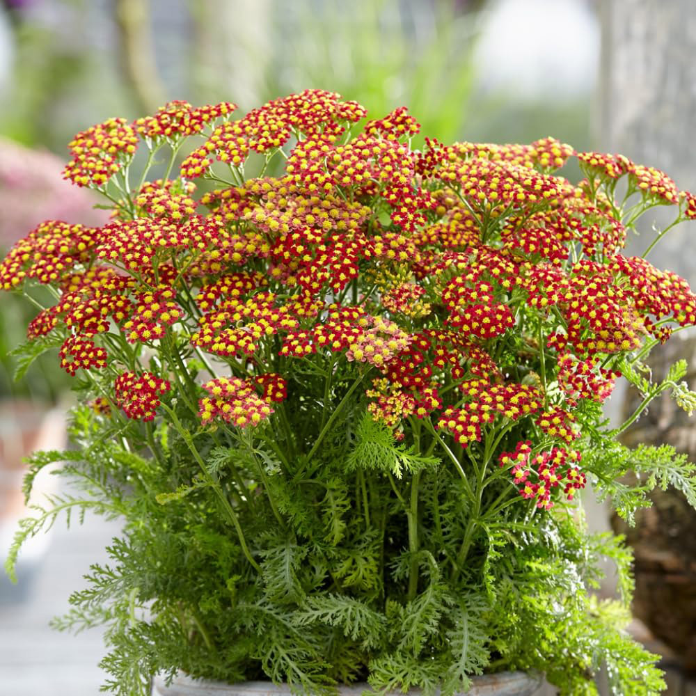 Thompson and Morgan Achillea Milly Rock Red Plant Pot 2L 3 Pack Image 3